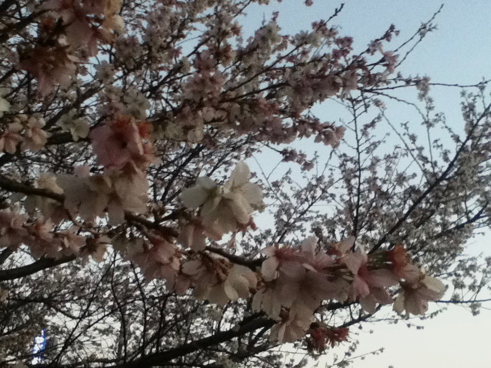 川名公園の四季桜