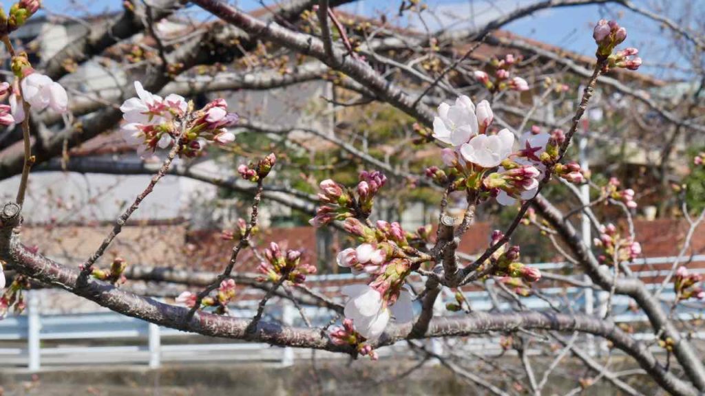 山崎川の桜 2019年3月24日