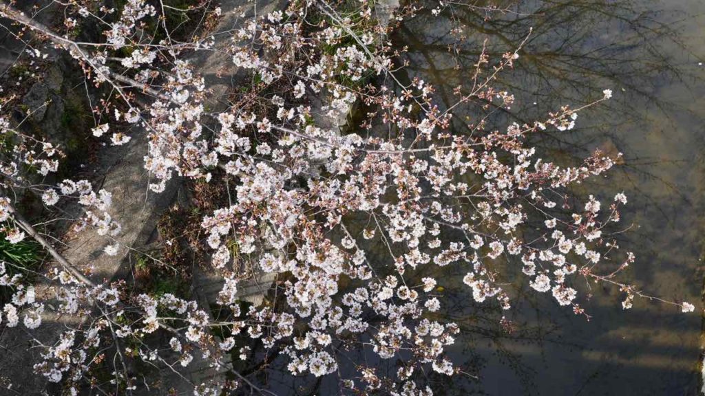 山崎川の桜 2019年3月27日