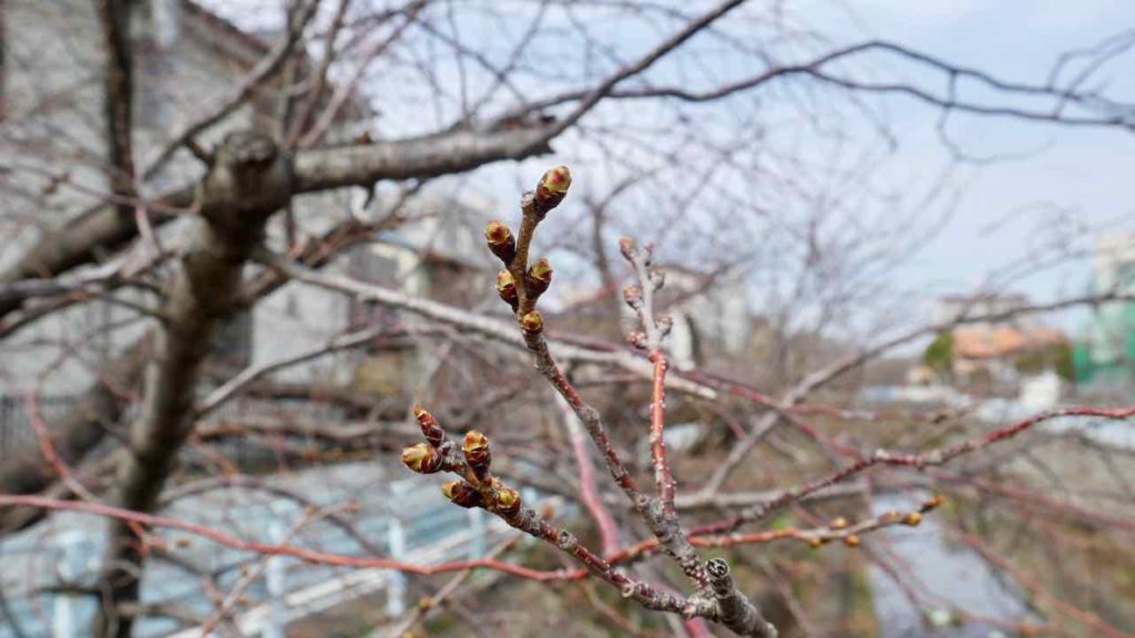 山崎川の桜 2019年3月22日