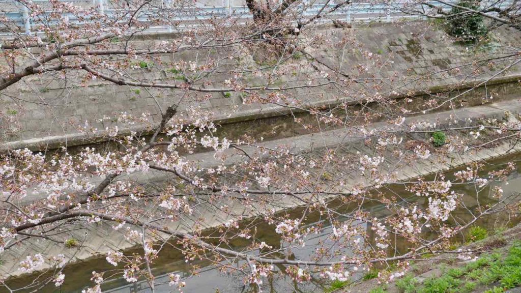 山崎川の桜 2019年3月25日