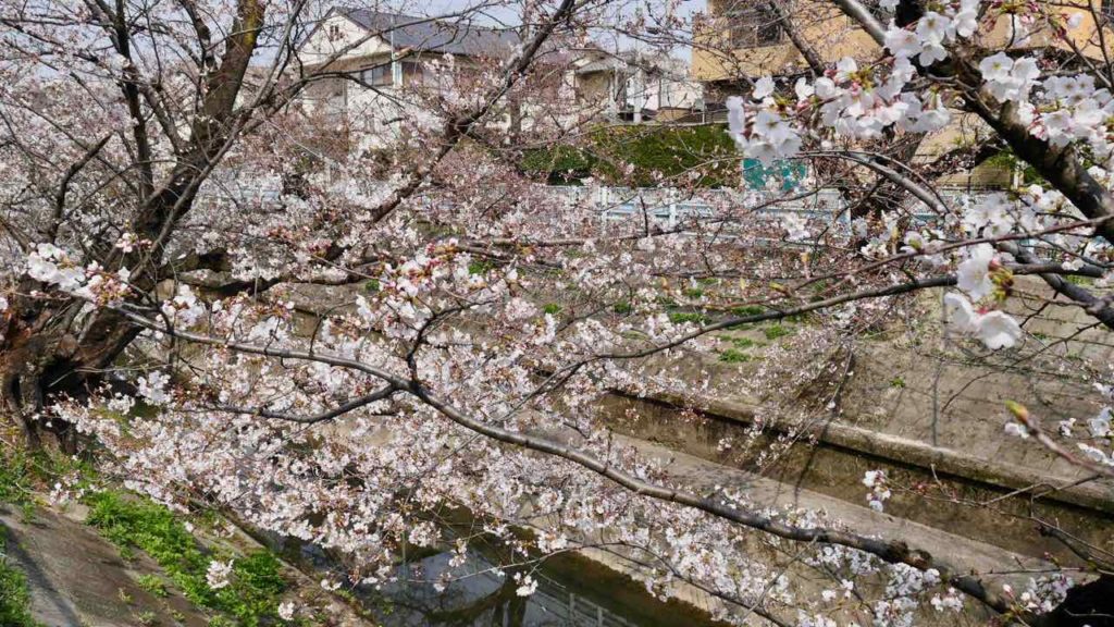 山崎川の桜 2019年3月27日